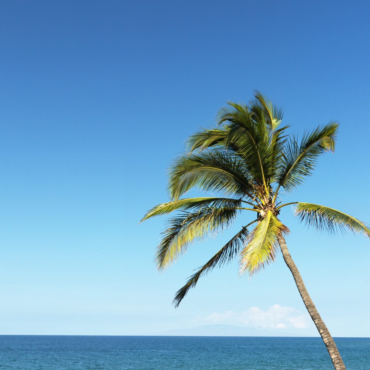 722337-palm-tree-and-ocean
